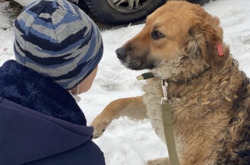  “A Dog With A Big Heart!” A Homeless Dog Gave People A Paw Because He Hoped For Help