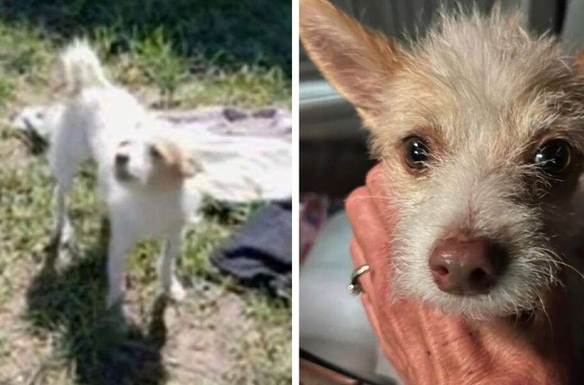  Tiny Stray Dog Begs A Stranger For Food And Gets A New Life Instead