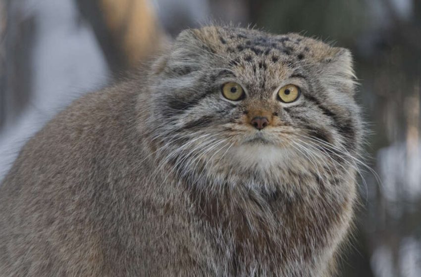  Rare Cat Found Living On The Tallest Mountain In The World