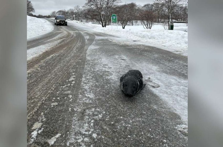 Baby Seal Found in Middle Of Road Absolutely Refuses To Return To The Ocean