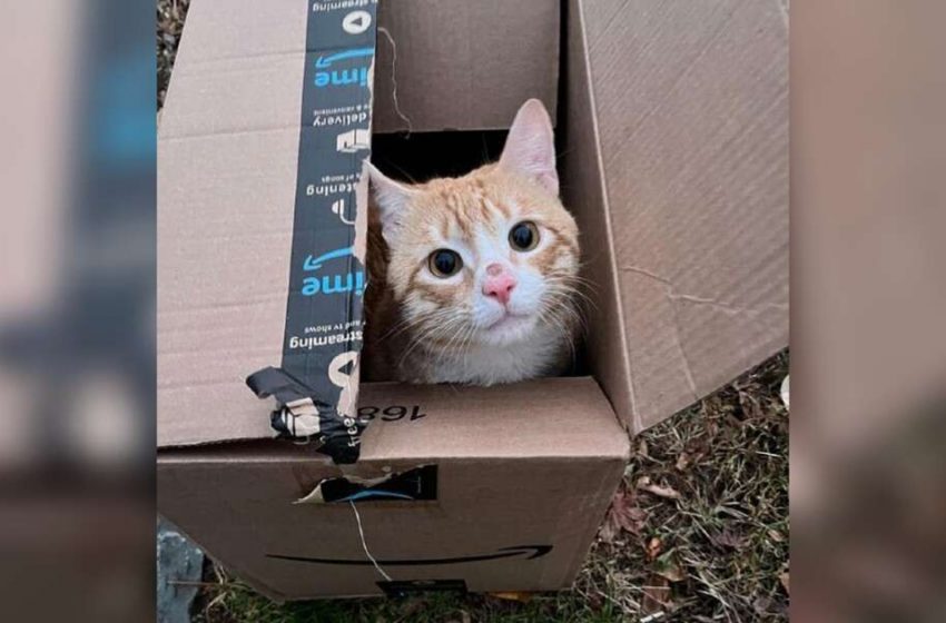  How the woman found a box on the street with an innocent creature in it