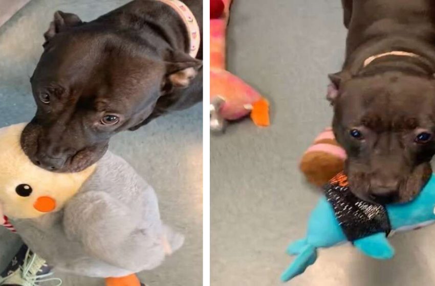  Shelter’s Longest Resident Refuses To Leave Her Plush Toy Collection Behind
