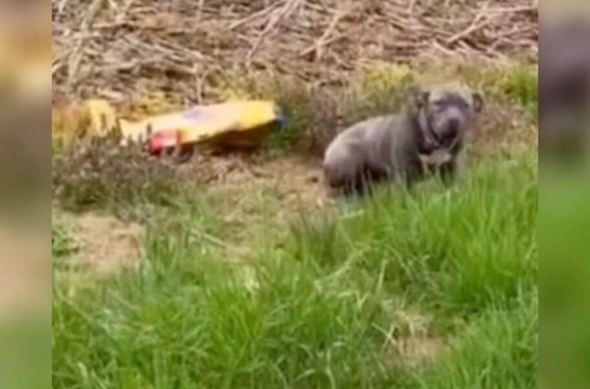  Loyal Pit Bull Abandoned With Bag Of Food Waits Days For Family To Come Back