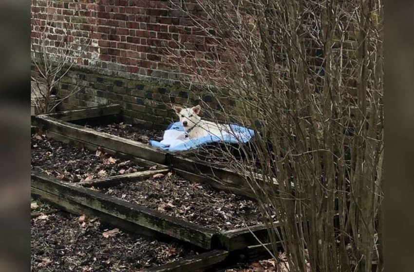  Woman Goes Out To Garden And Sees Someone Sleeping In Her Flowerbed