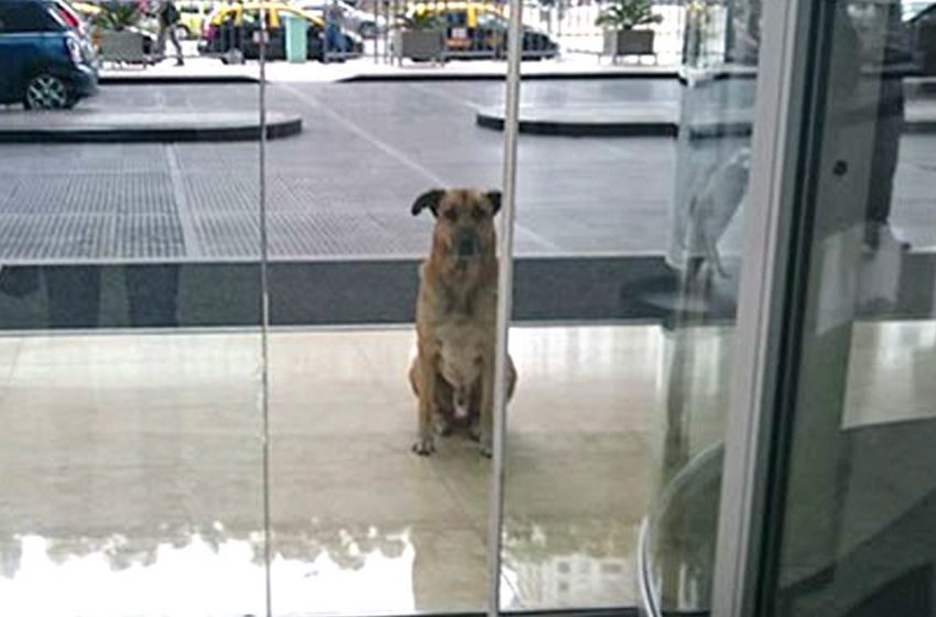  Flight Attendant Adopts Stray Dog Who Won’t Quit Waiting For Her Outside Hotel