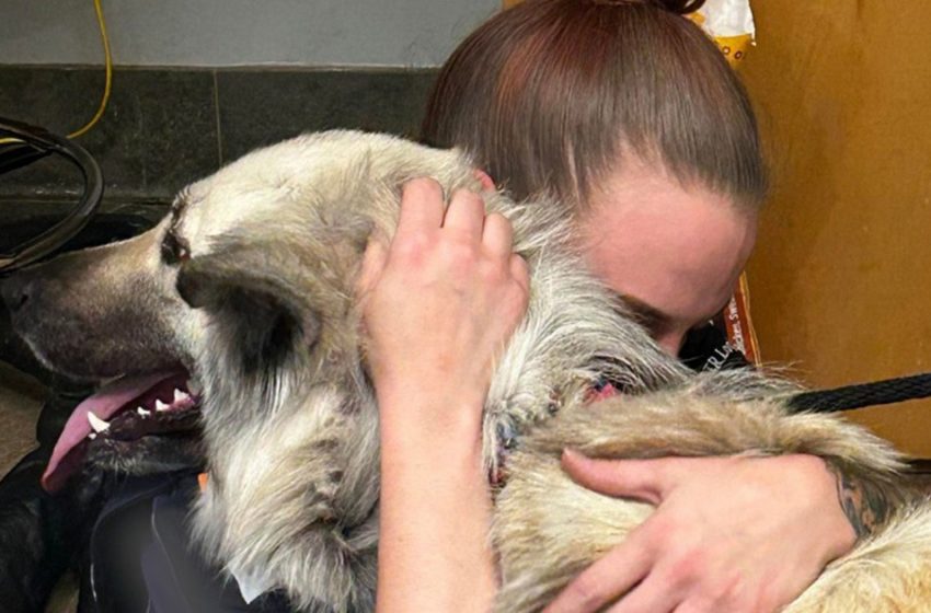  Dog Reunites With Owner Who Had To Give Her Up Due To Homelessness