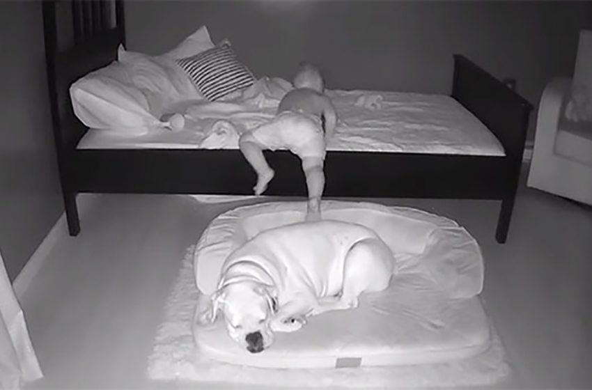  Cuteness prevails over them: the little baby stubbornly wants to sleep in an embrace with his best friend