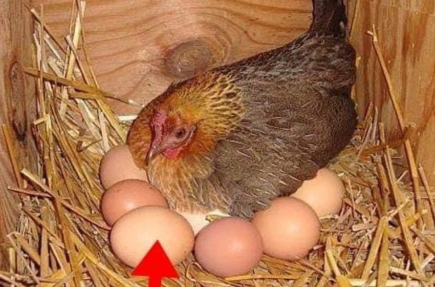  “A Farmer Found A Large Egg Under A Hen”: What Hatched From The Egg Shocked Everyone!