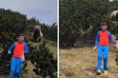 A 12-Year-Old Boy Met a Bear In The Forest, But He Knew What To Do: What Was The Right Reaction That Saved His Life?