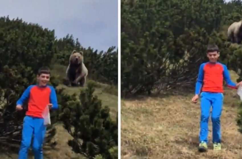  A 12-Year-Old Boy Met a Bear In The Forest, But He Knew What To Do: What Was The Right Reaction That Saved His Life?