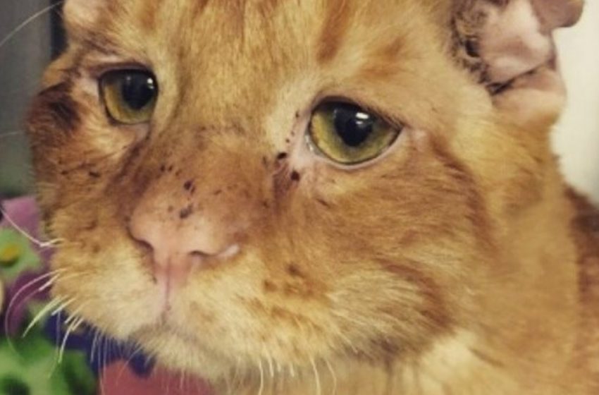  The Couple Wanted To Adopt a Cat And They Chose The Saddest And Most Unhappy Of All The Cats: The Happy Animal Changed Beyond Recognition In a Matter Of Hours!