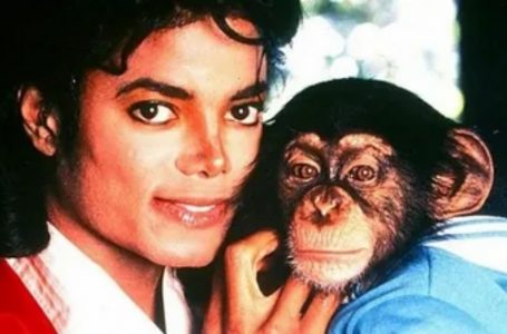 Michael Jackson’s Chimp Is Already 41 Years Old: What Does Bubbles Look Like Now?