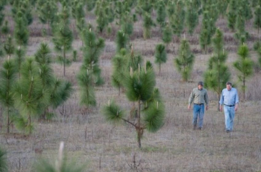  Man Plants 8 Million Trees to Restore a Forest Cut Down in the 1930s