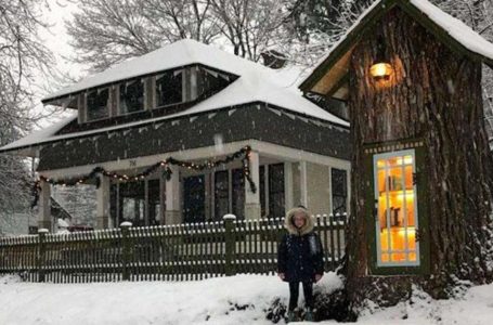 A Woman Transformed a 110-Year-Old Dead Tree Into a Cozy Library: “The Most Creative And Amazing Transformation You Have Ever Seen”!