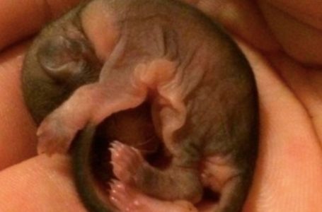 A Man Saved a Strange Baby Animal: No One Thought It Would Grow Up Like This!