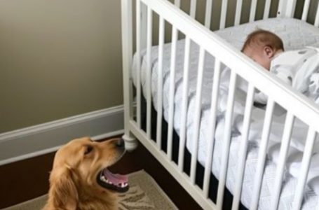 Why Our Dog Barked at the Crib: A Surprising Discovery!