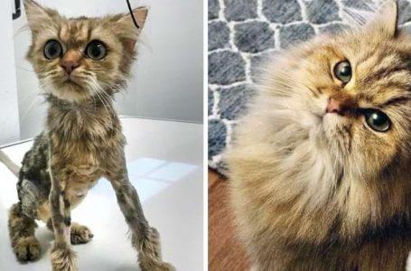 7 Cats Before and After Rescue, Who Got a Second Chance at Life!