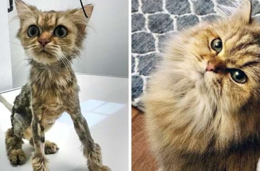  7 Cats Before and After Rescue, Who Got a Second Chance at Life!