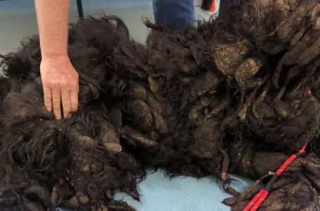 Shaggy No More: Dog’s Incredible Transformation After 17 lbs of Matted Fur is Shaved Off!