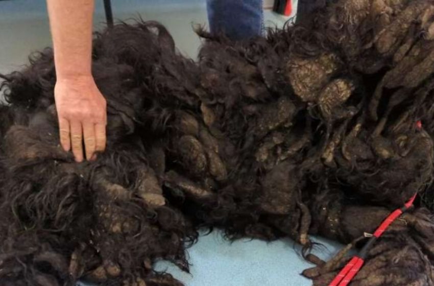  Shaggy No More: Dog’s Incredible Transformation After 17 lbs of Matted Fur is Shaved Off!