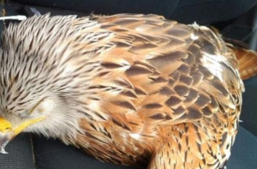  The Man Saved an Injured Bird By Putting It In His Car: Later He Regretted It!