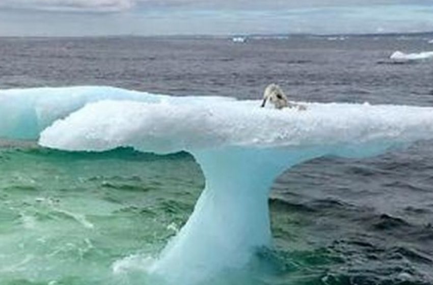  The Fishermen Thought They Saw a Seal On an Iceberg: But Were Shocked When They Got Closer And Saw What It Actually Was!