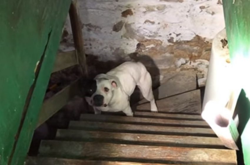  A Man Moves Into a New Home And Finds an Abandoned Dog In The Basement: The Dog’s Reaction Is Priceless!