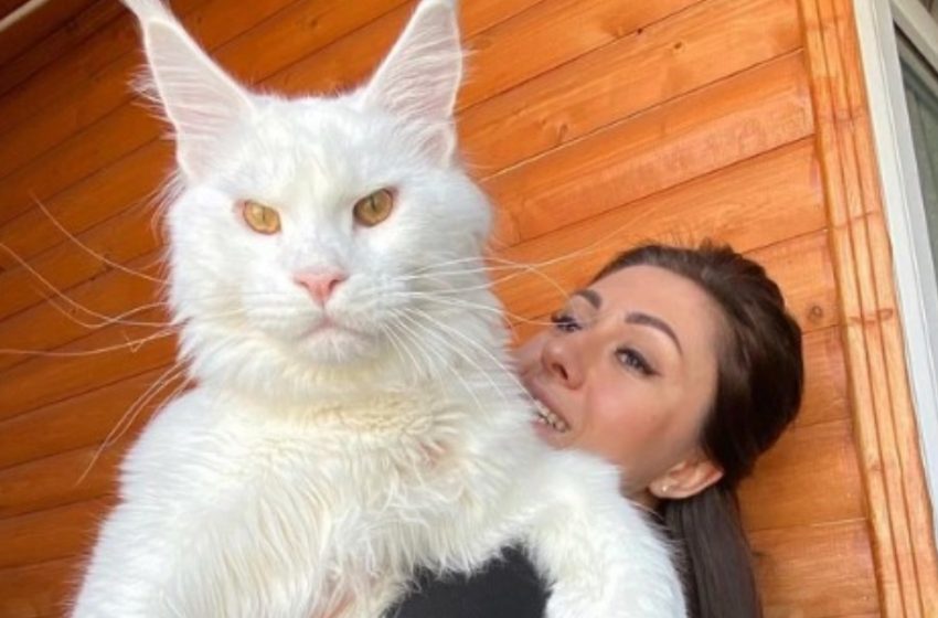  “Weights 27 lb, And Is Still Growing”: Meet Kefir, The World’s Largest Maine Coon Kitten!