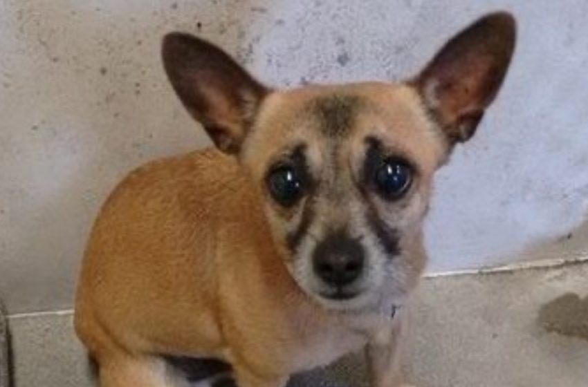  Heartbreaking Reason This Tiny Chihuahua Was Left at a Shelter: Find Out What Happened Next!