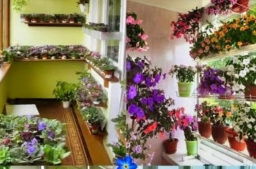  Transform Your Balcony Into a Flower-Filled Oasis with These 44 Stunning Ideas!