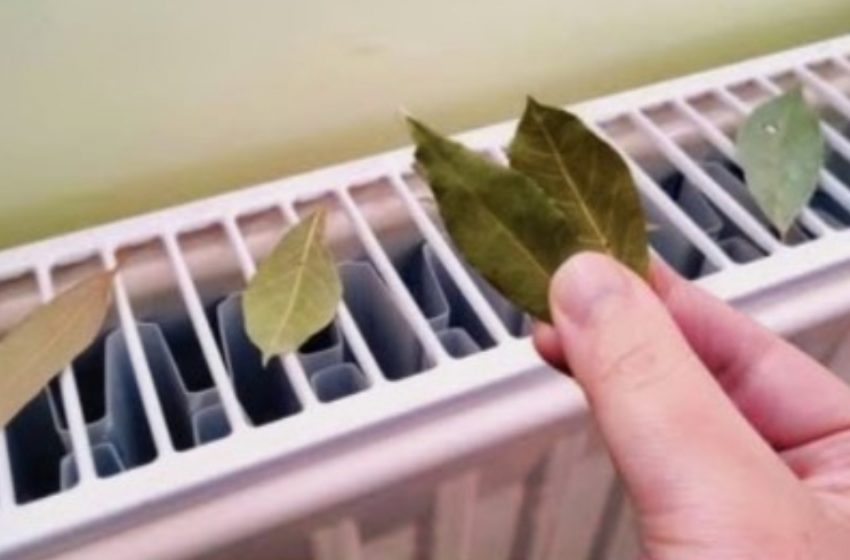  Why Placing Bay Leaves on Heaters Can Transform Your Home!