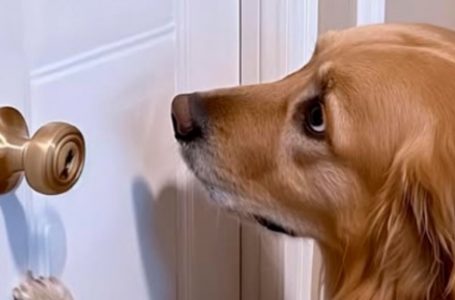 His Secret Room Was “Just Storage”: But His Dog Revealed the Truth!