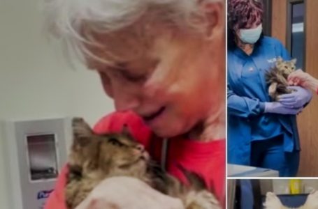 Lost Cat Thought Dead in Wildfires Finds Her Way Back to Her Owner After 2 Months!: What Does It Look Like Now?