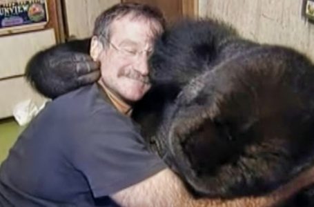 Beloved Actor’s Bond With Gorilla Leaves the World in Tears!: But Who Is This World-Famous Actor?