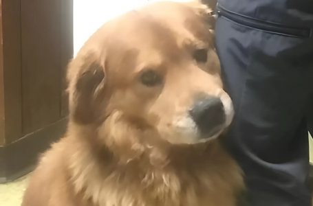A Bond That Wouldn’t Let Go: Dog Clung to a Man’s Leg and Changed Both Their Lives!
