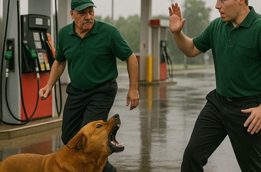  A red-haired dog appeared at a gas station, barking loudly at the staff: something terrifying happened, revealing the reason for its strange behavior!