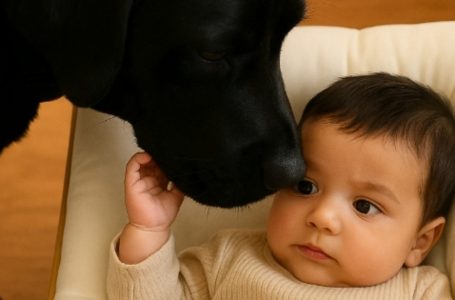 The dog that never left the child until his last breath: a story that made millions cry.