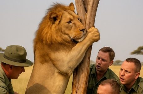 A lion got his head stuck in the branches of a tree for three days and had already lost hope of being rescued. What the rangers who found him did changed their lives forever.