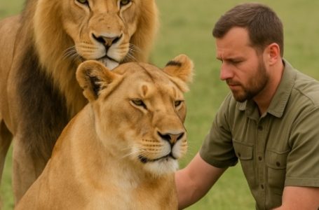 A man risked his life to help a lioness give birth and witnessed a true miracle. What happened next moved everyone to the core.