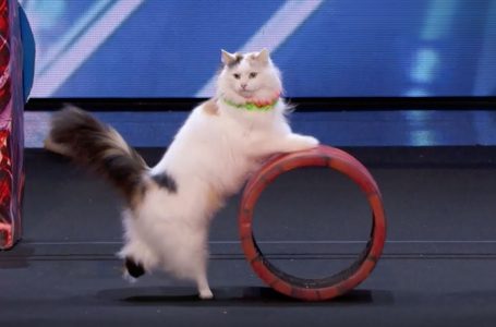 Super‑Trained Cats Take Over The Stage With Jaw‑Dropping Stunts!