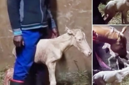 Pregnant Horse Gives Birth, But What Happens Next Has Everyone Stunned!: Find Out The Details!