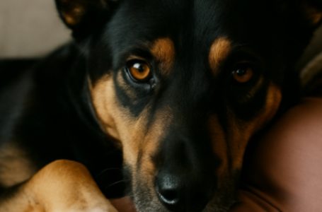 My dog kept lying on my stomach and growling at my husband whenever he tried to touch me. I thought she was just being jealous… until I learned the horrifying truth