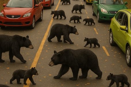 Dozens of bears stormed onto the highway, causing a massive traffic jam: people were shocked, unable to understand what was happening—until they learned the whole truth.